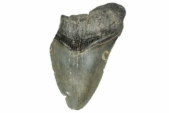 Bargain, , Fossil Megalodon Tooth - Georgia #338791